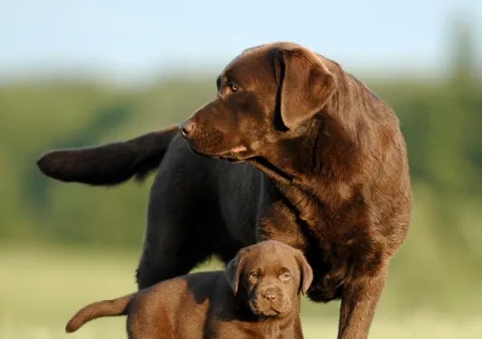 为什么狗狗一见面就先“闻屁股”?