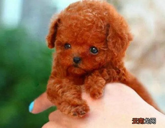 什么是茶杯型贵宾犬