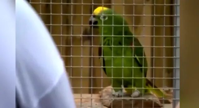 鹦鹉模仿碧昂斯唱歌是有意栽培的结果吗？