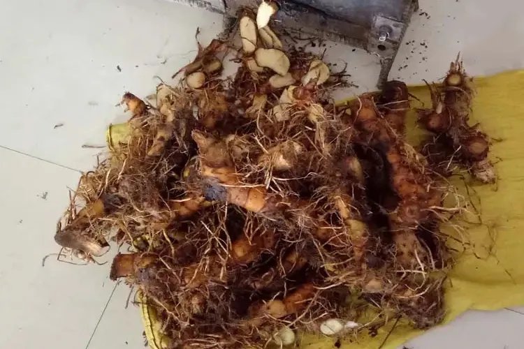 樟柳头草药图片