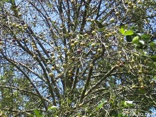 山竹树图片  一起来认识一下山竹树吧
