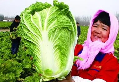 韩国大妈吐槽白菜比中国贵10倍，韩国白菜为何这么贵？