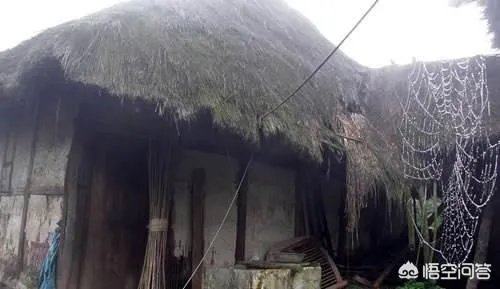 你们农村致富故事有哪些？