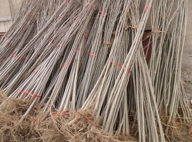 107杨树育苗扦插成活率是多少？怎么才能成活率高？