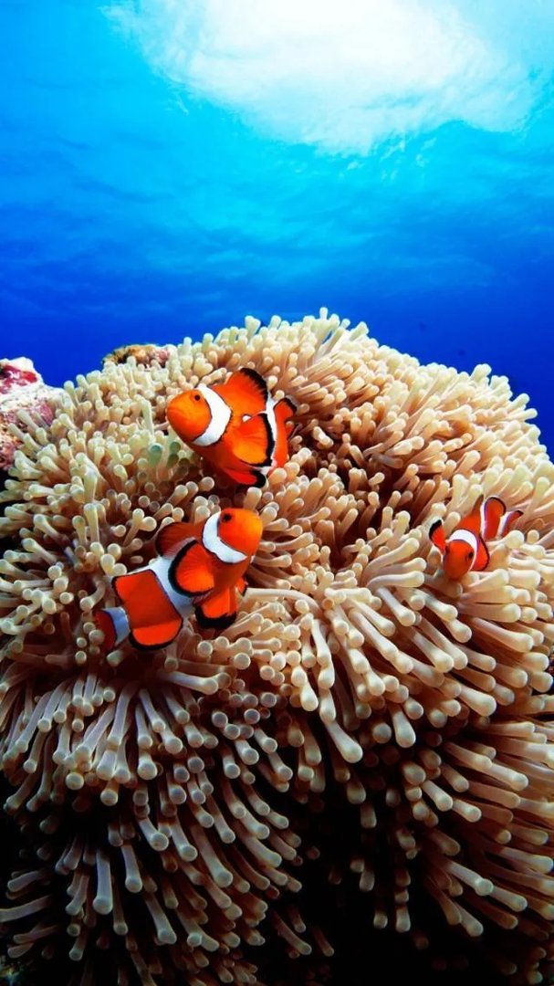 上句是：锦上添花无人记，接下句？