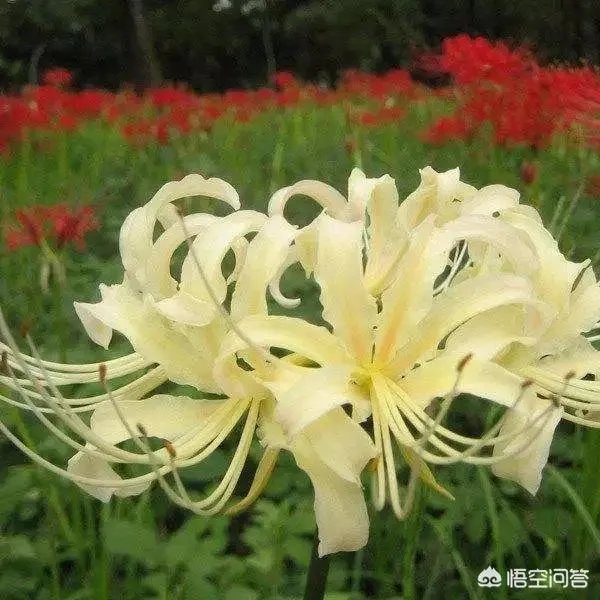 风风雨雨来时路，请对下联？