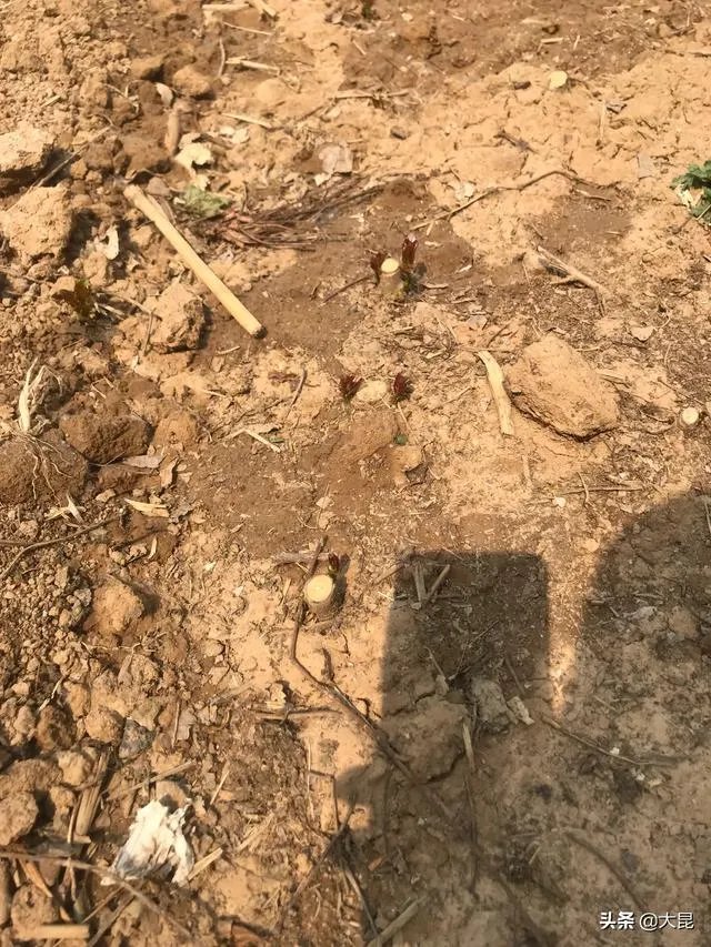 107杨树育苗扦插成活率是多少？怎么才能成活率高？