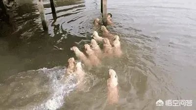 咬死过鸡的金毛会伤人吗？