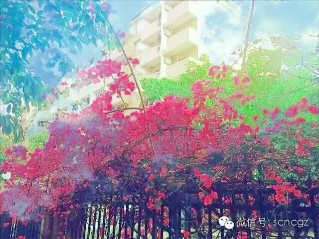 南充高中到底有多好？