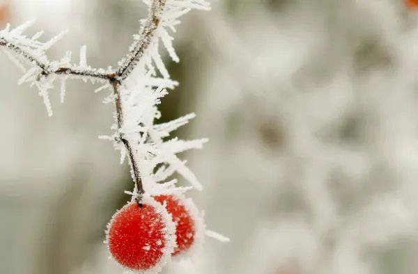 重阳节不下雨有啥说法