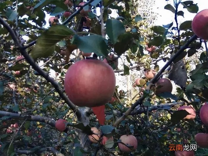 2021年的四季 2021年第一场雪的句子