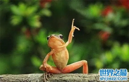 打伞树蛙是真的吗 树蛙真的存在这样的行为吗？ 