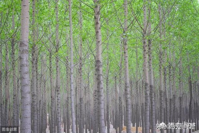 107杨树育苗扦插成活率是多少？怎么才能成活率高？