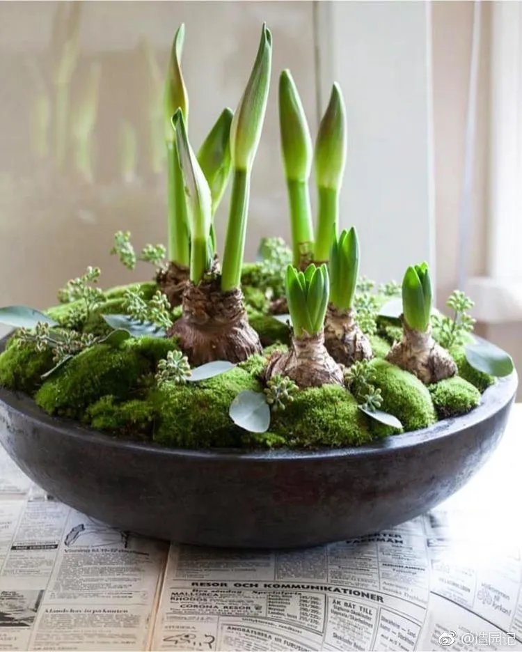 很多花友说「我缺的是花园啊」，其实园艺不是土豪专享啊！你有个...