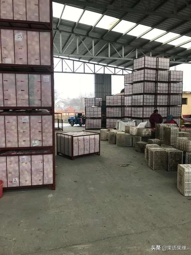 现在苹果价格的行情如何？