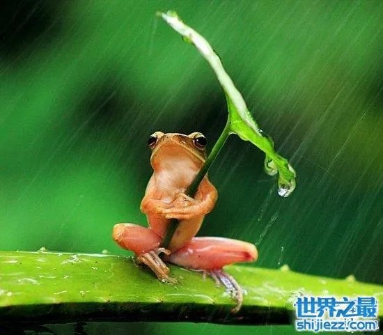打伞树蛙是真的吗 树蛙真的存在这样的行为吗？ 