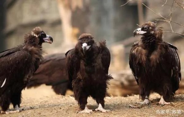 秃鹫肉可以吃吗？