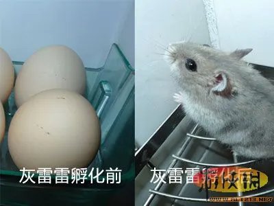 玩家制造：《雷电online》新宠物灰雷雷