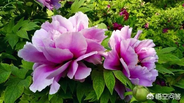 春风十里不如赏花，北京赏花指南是什么？