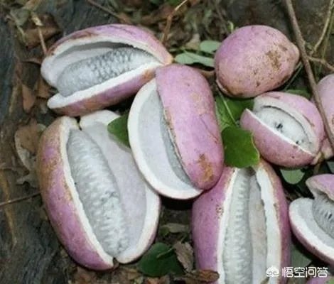 想通过种植什么东西致富，有哪些靠谱的？