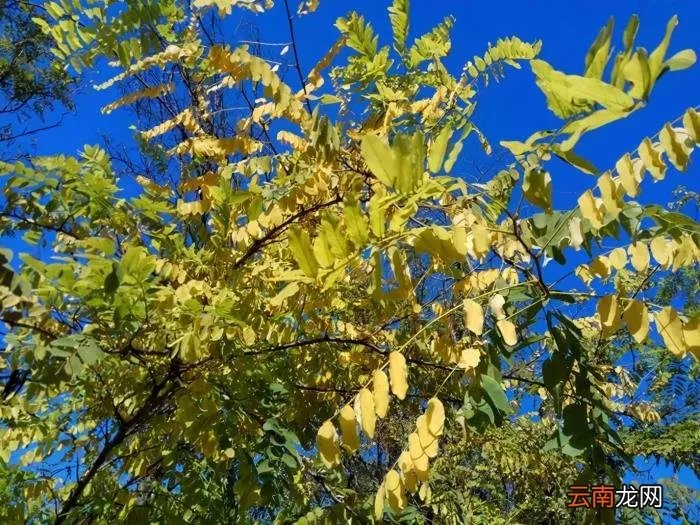 2021年的四季 2021年第一场雪的句子