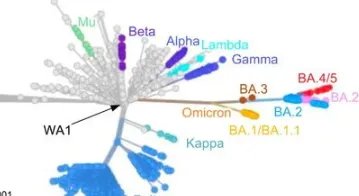 白宫医生：拜登或感染BA.5变异株，此类毒株特点是什么？