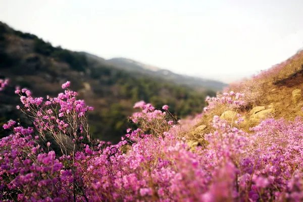 清明节青岛旅游攻略 清明节青岛去哪比较好