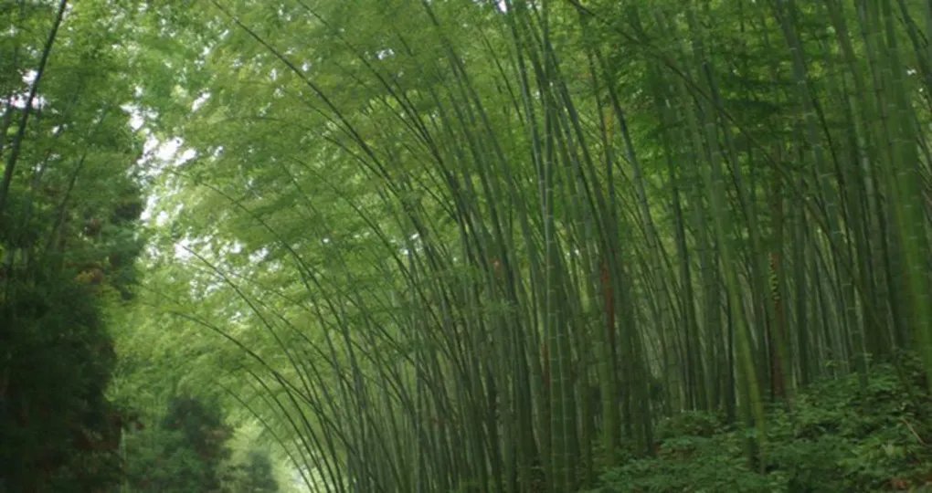 四川大学生徒步跑回家的原因是什么？