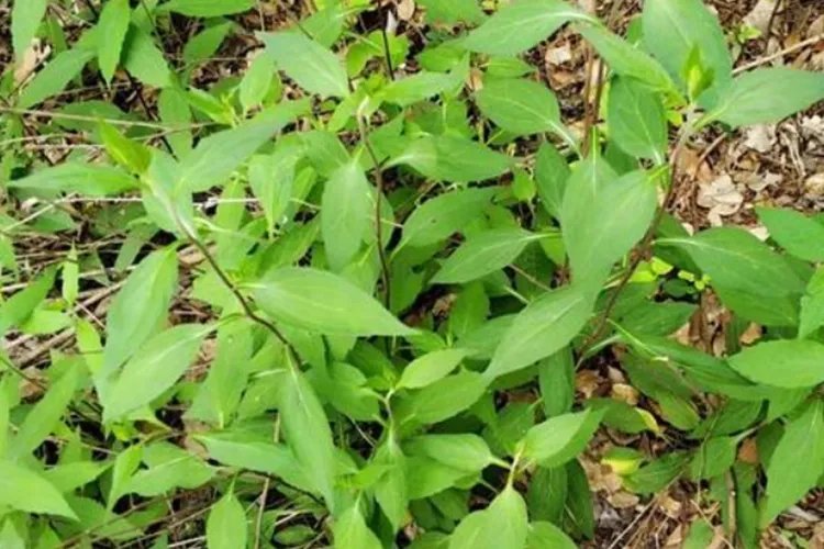 野生佩兰中草药图片