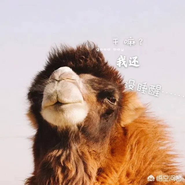 新疆塔克拉玛干沙漠能去旅游吗?