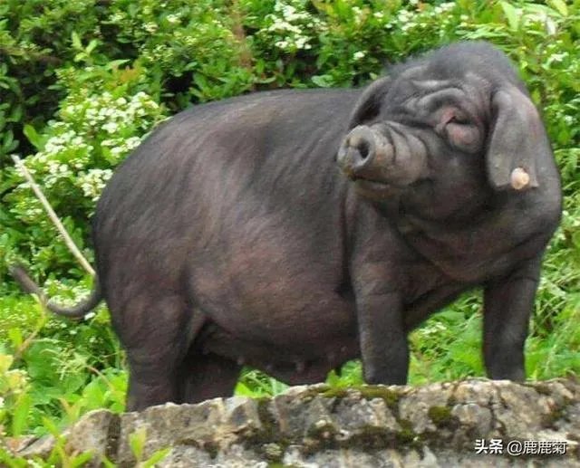 养猪效益怎样？