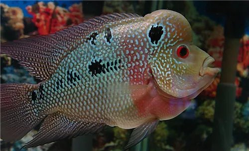 罗汉鱼起头有什么特点 罗汉鱼应该怎样选择呢