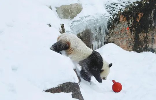 旅芬大熊猫亮相状态如何？