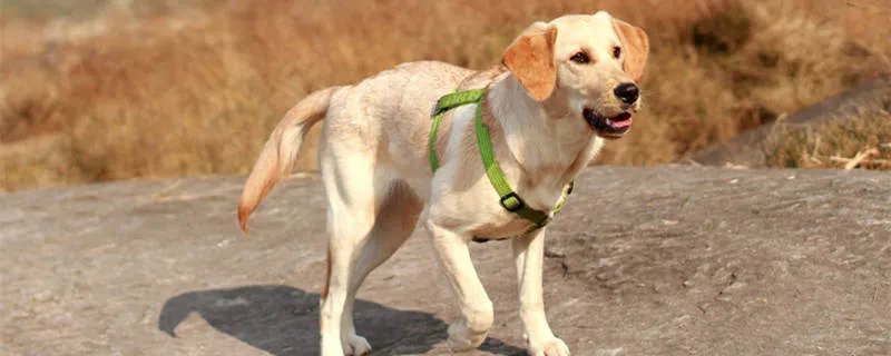 什么狗最护主人排行榜榜单 杜宾护主有多强