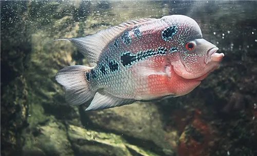 罗汉鱼起头有什么特点 罗汉鱼应该怎样选择呢