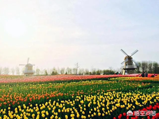 春风十里不如赏花，北京赏花指南是什么？