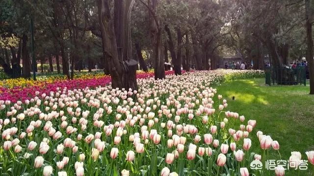 春风十里不如赏花，北京赏花指南是什么？