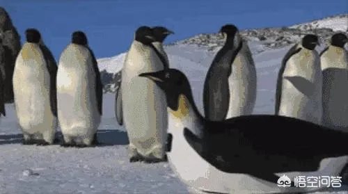 很好奇法国电影《熊》是怎么拍出来的？看过这个片子的有谁能回答？