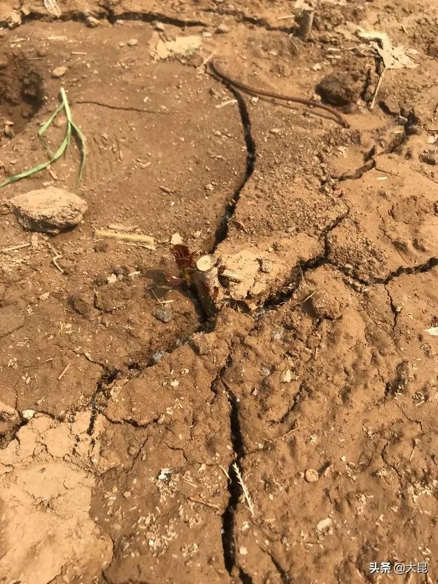 107杨树育苗扦插成活率是多少？怎么才能成活率高？