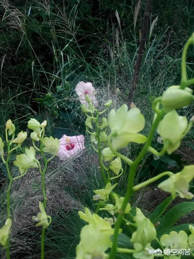 想通过种植什么东西致富，有哪些靠谱的？