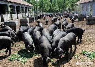 养猪效益怎样？