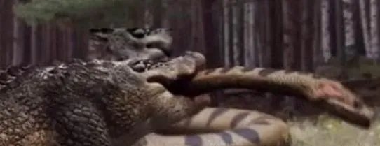 亚马逊莫拉氏鳄vs泰坦蟒谁更厉害 亚马逊莫拉氏鳄有多大
