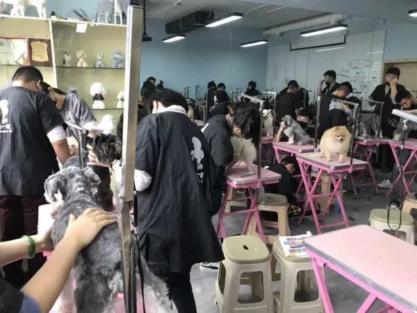 江苏哪家宠物美容学校好