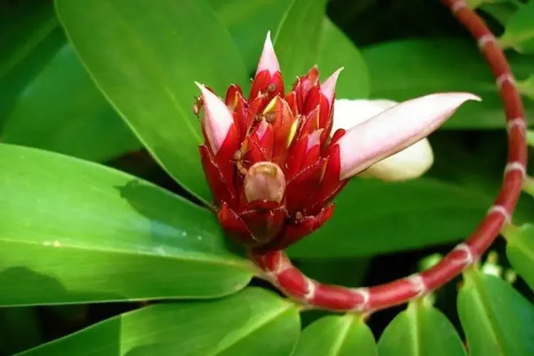 樟柳头草药图片