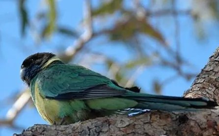 林肯港鹦鹉属于什么品种？都有哪些喂食的要点呢？