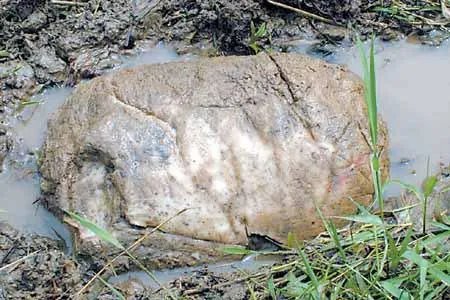 “太岁”究竟是什么神秘“太岁”的真面目