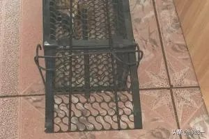 连续捕鼠器的制作方法？