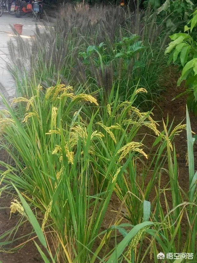 想通过种植什么东西致富，有哪些靠谱的？