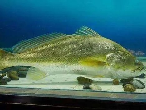 黄唇鱼为什么这么贵 市场价多少钱一斤