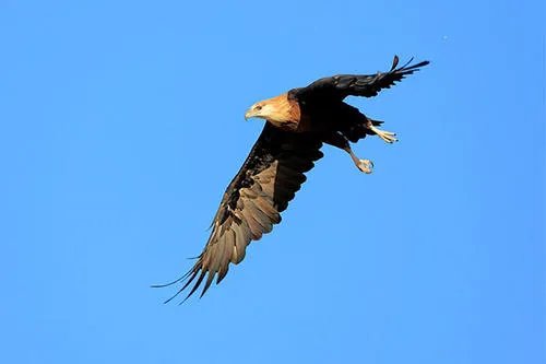 西湖网红松鼠被鹰抓走，鹰作为猛禽对人类生活可能产生什么影响？